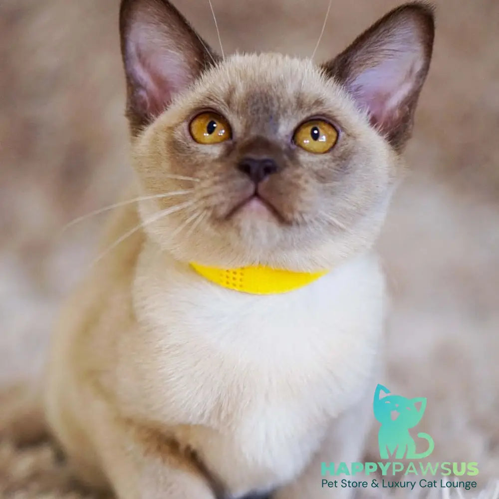 Westa Burmese female chocolate - live animals