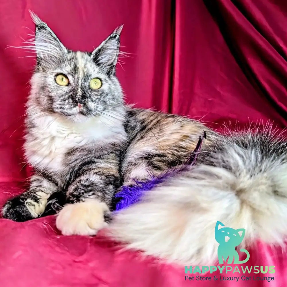 Westalia Maine Coon female black tortie silver - live animals