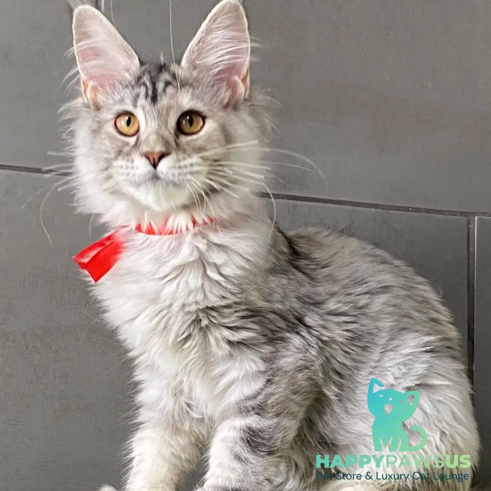 Western Dream Maine Coon female black tortie silver tabby - live animals