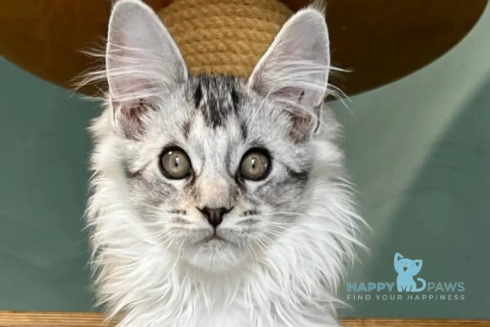 Western Maine Coon polydactyl male black silver ticked tabby live animals