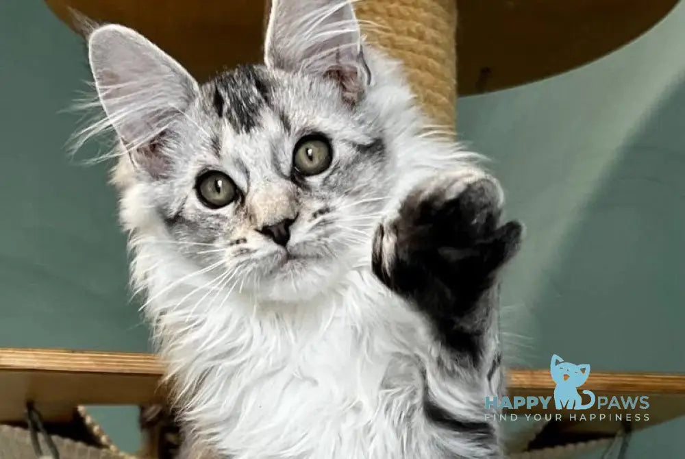 Western Maine Coon polydactyl male black silver ticked tabby live animals