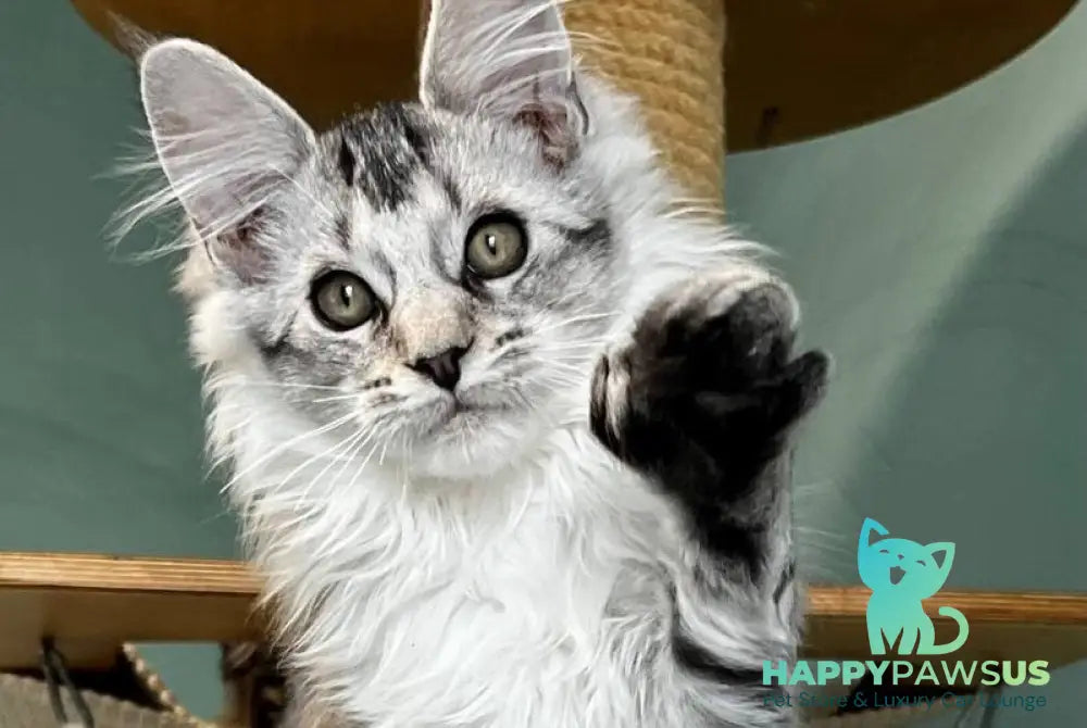 Western Maine Coon polydactyl male black silver ticked tabby live animals