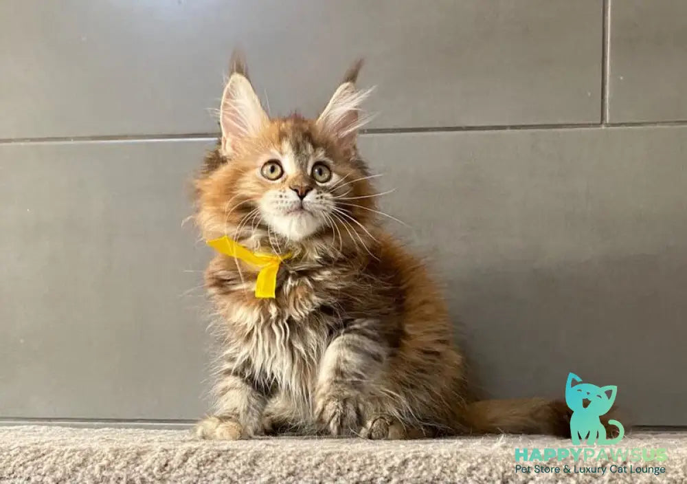 Western star Maine Coon female black tortie tabby - live animals