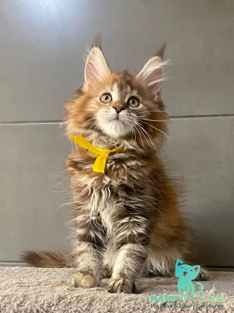 Western star Maine Coon female black tortie tabby - live animals