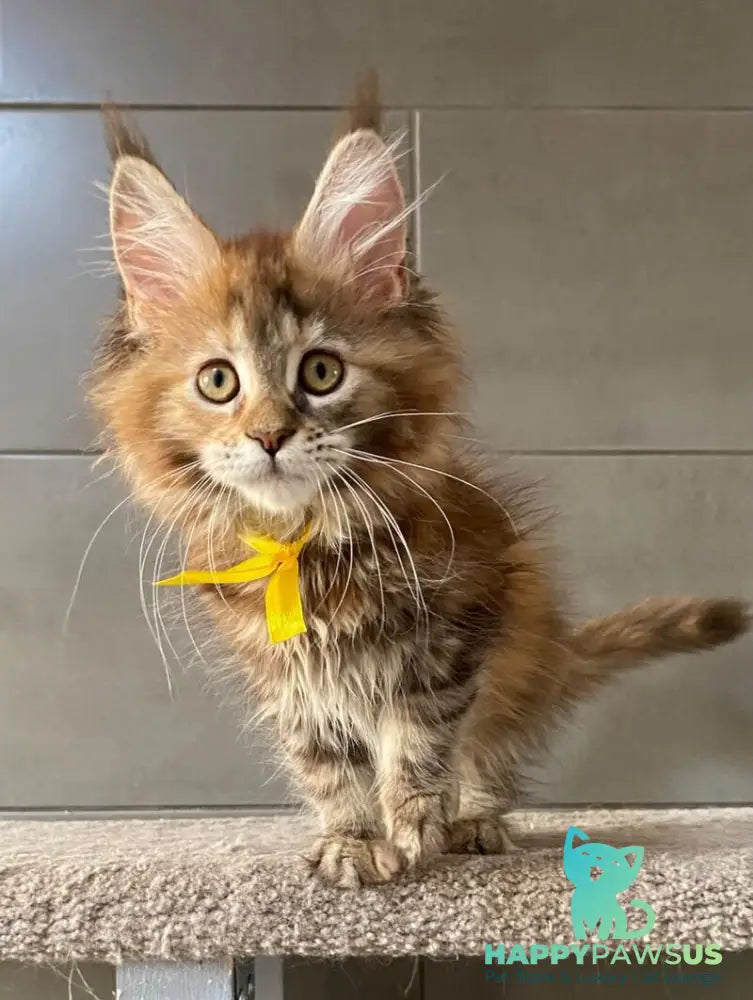 Western star Maine Coon female black tortie tabby - live animals