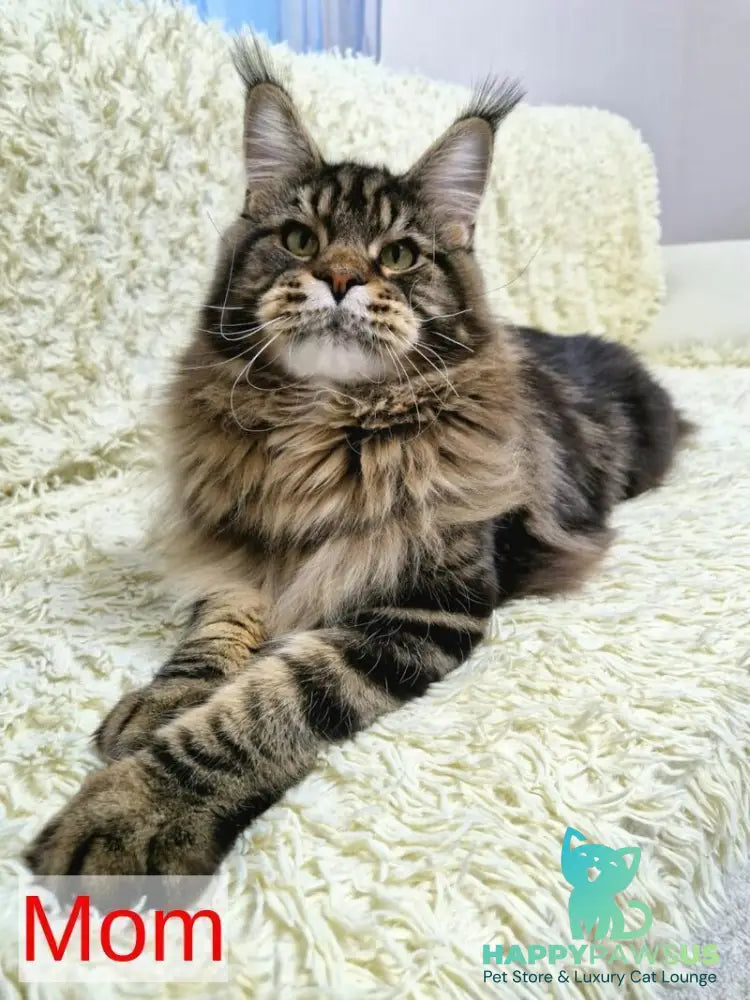 Western star Maine Coon female black tortie tabby - live animals