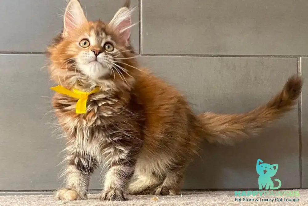 Western star Maine Coon female black tortie tabby - live animals