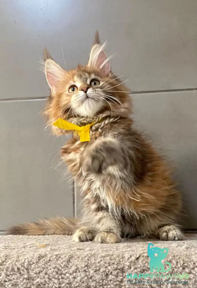 Western star Maine Coon female black tortie tabby - live animals