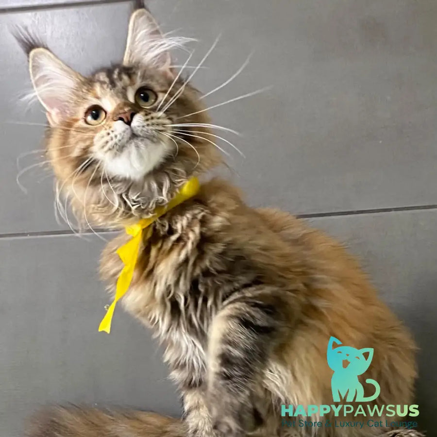 Western star Maine Coon female black tortie tabby - live animals