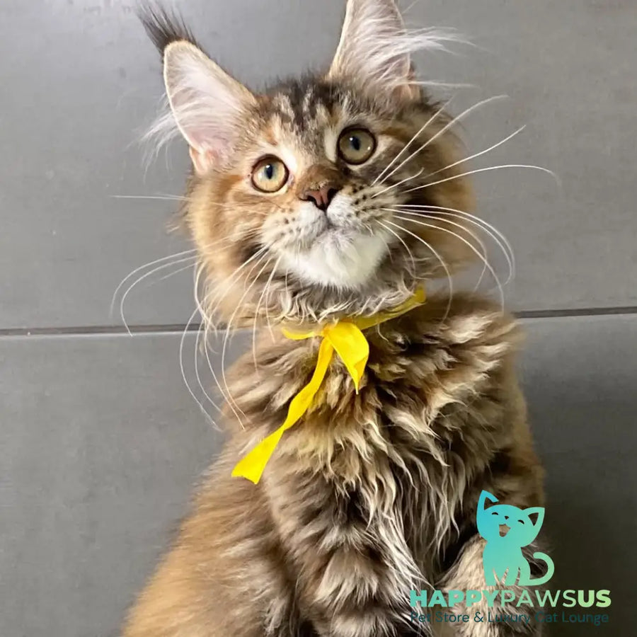 Western star Maine Coon female black tortie tabby - live animals
