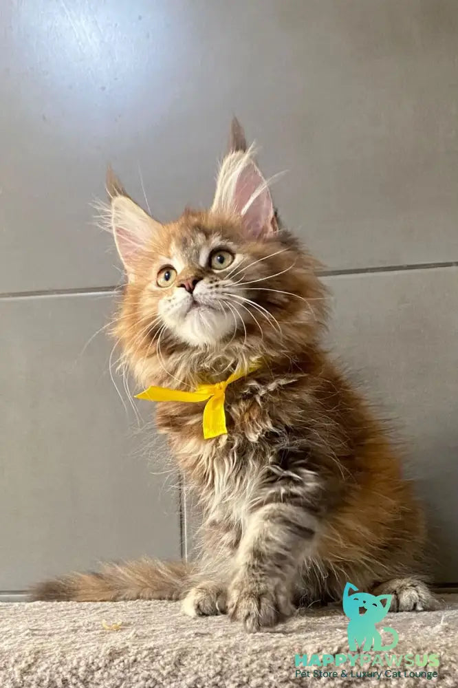 Western star Maine Coon female black tortie tabby - live animals