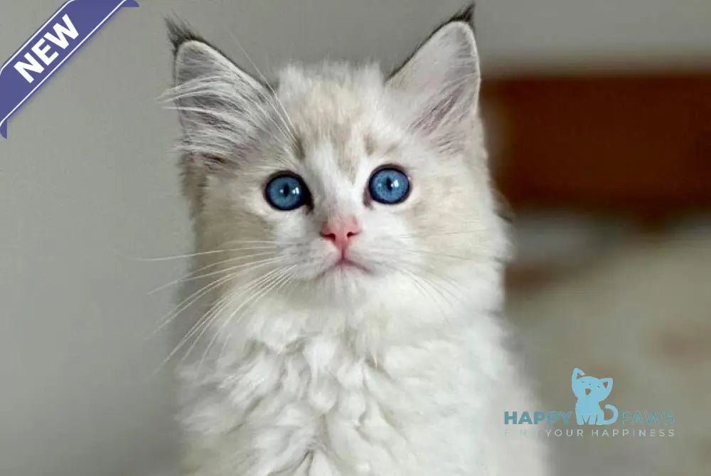 Westphalia Ragdoll female seal tabby bicolour live animals