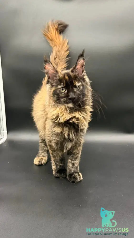 Wetta Maine Coon female black tortie - live animals