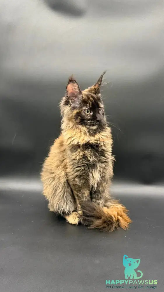 Wetta Maine Coon female black tortie - live animals