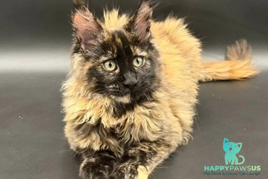 Wetta Maine Coon female black tortie - live animals