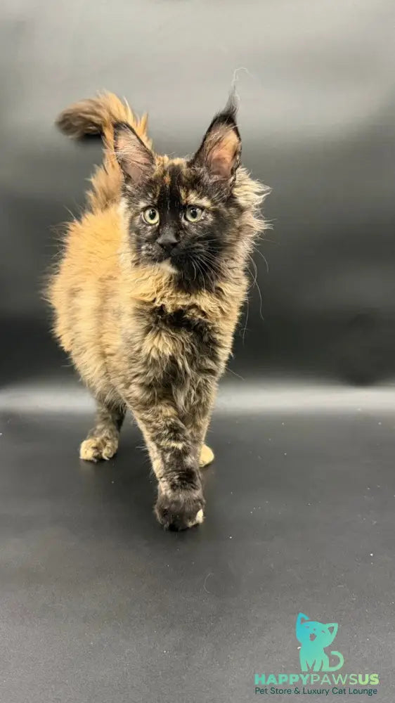 Wetta Maine Coon female black tortie - live animals