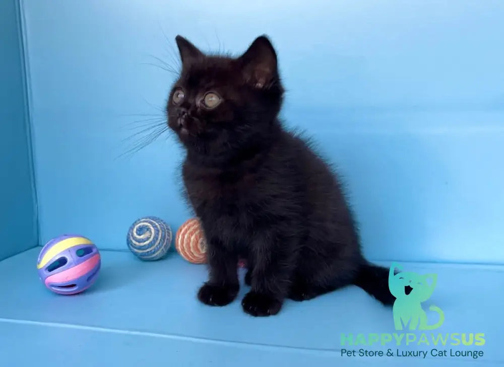 Wex British Shorthair male black - live animals