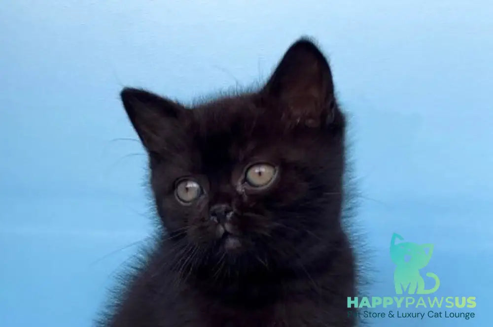 Wex British Shorthair male black - live animals