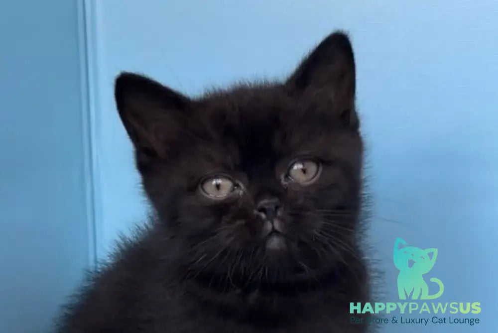 Wex British Shorthair male black - live animals