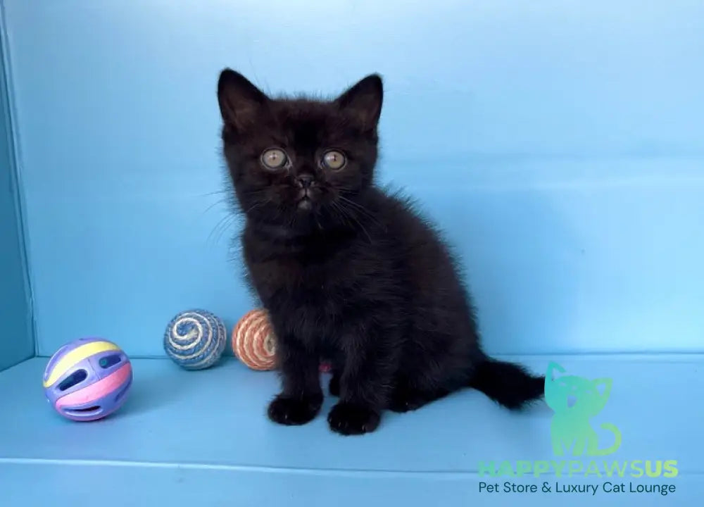 Wex British Shorthair male black - live animals