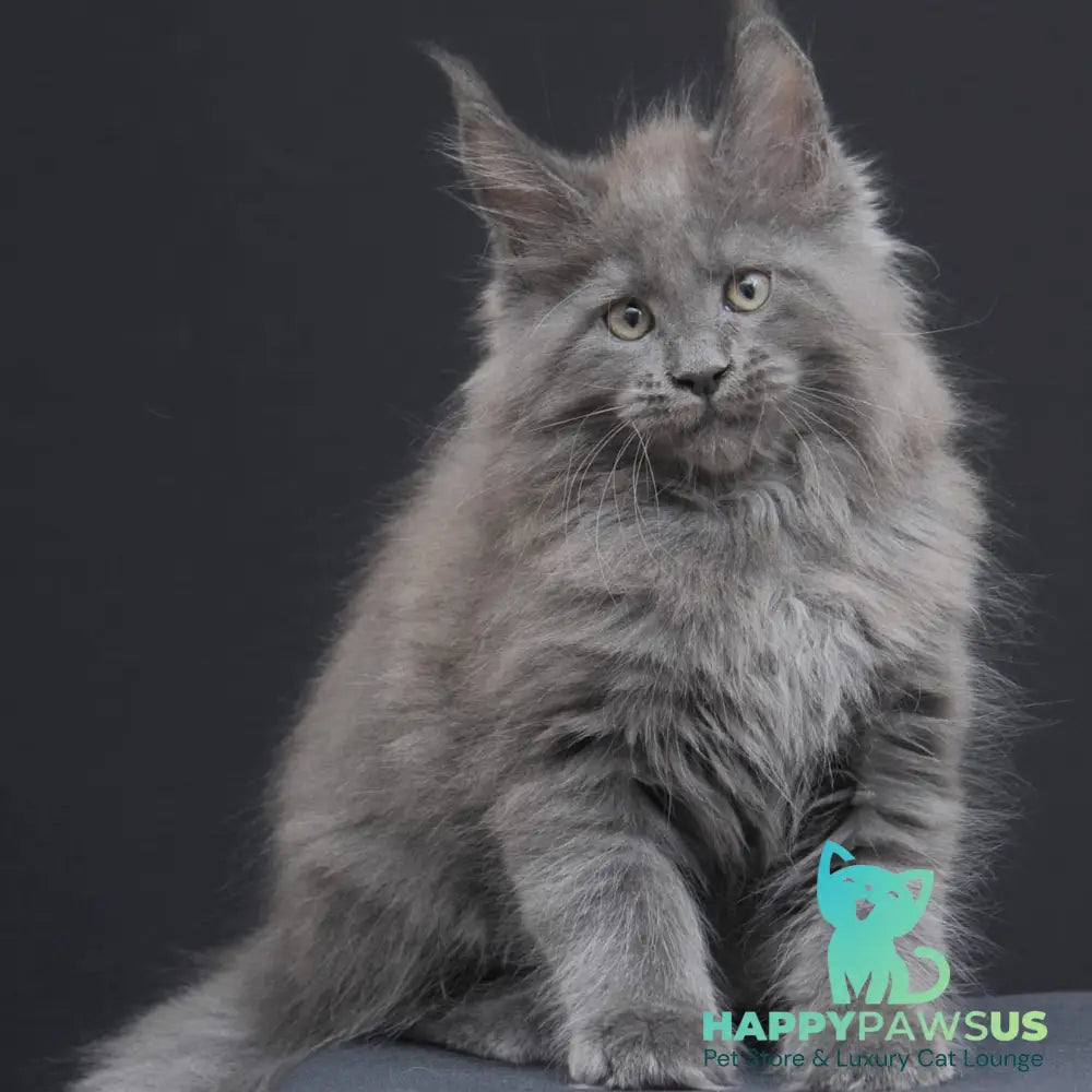 Weyland Maine Coon male blue - live animals