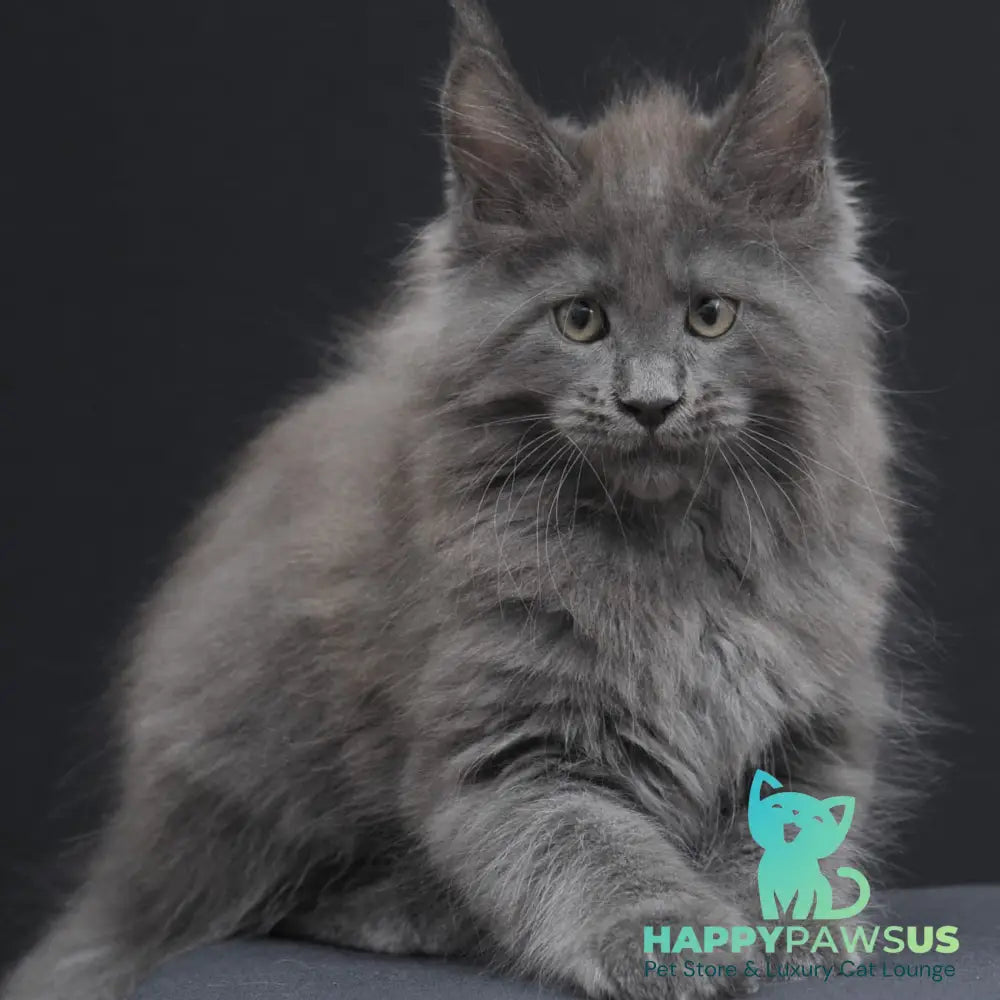 Weyland Maine Coon male blue - live animals