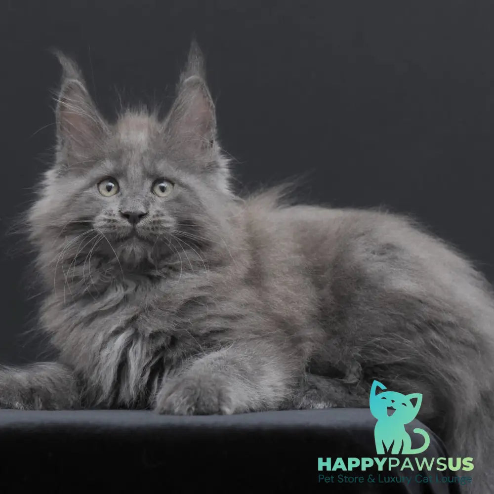 Weyland Maine Coon male blue - live animals