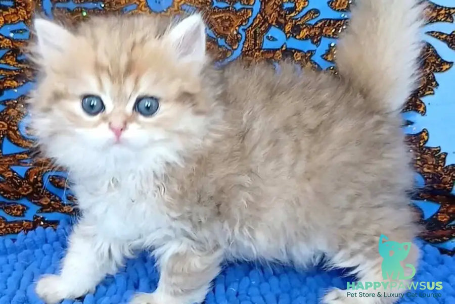 Whiskey British Longhair male black golden shaded - live animals