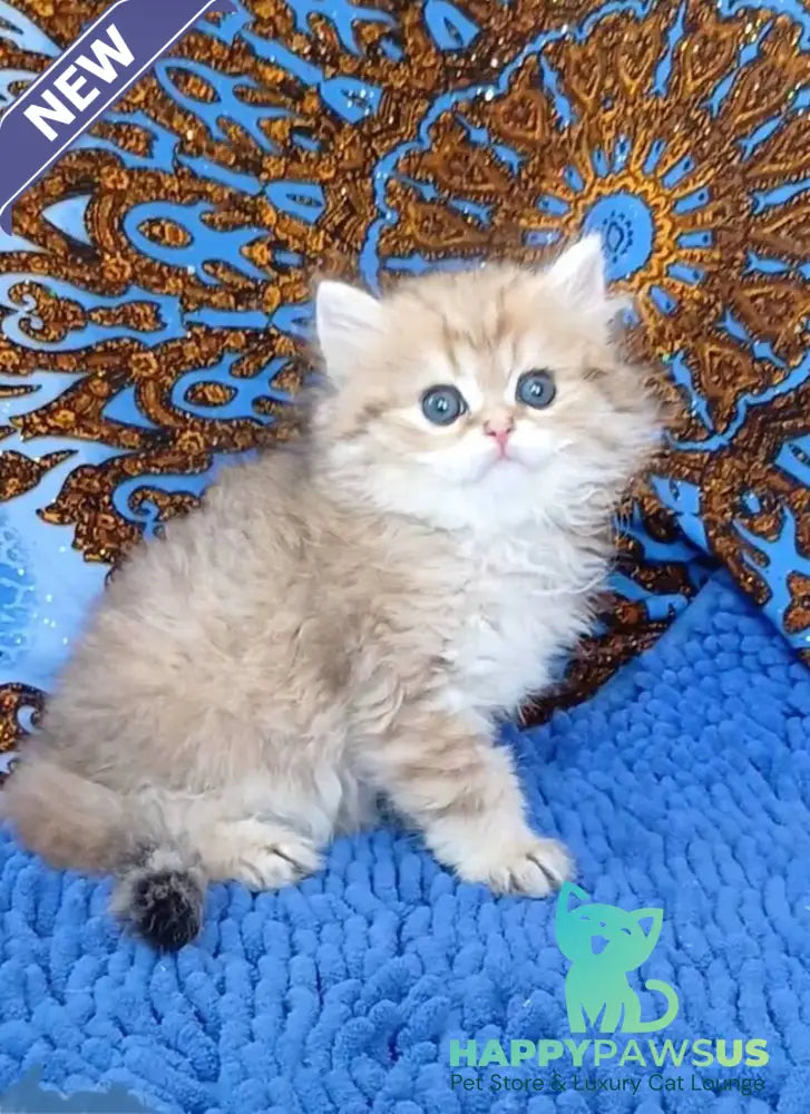 Whiskey British Longhair male black golden shaded - live animals