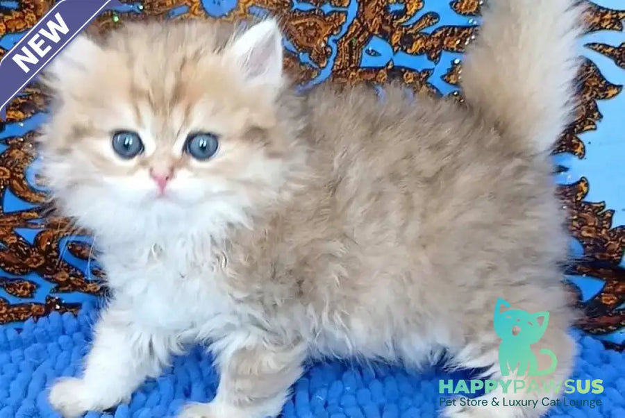 Whiskey British Longhair male black golden shaded - live animals