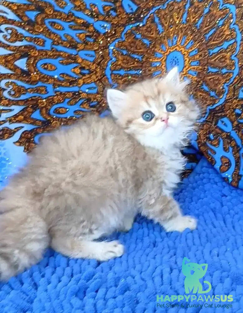 Whiskey British Longhair male black golden shaded - live animals