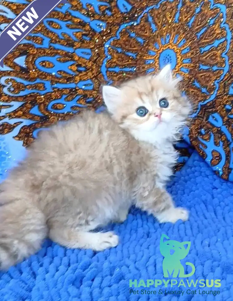 Whiskey British Longhair male black golden shaded - live animals