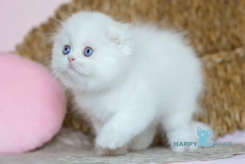 Whisper Scottish Fold male white live animals