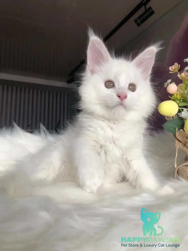 White Angel Maine Coon male white - live animals