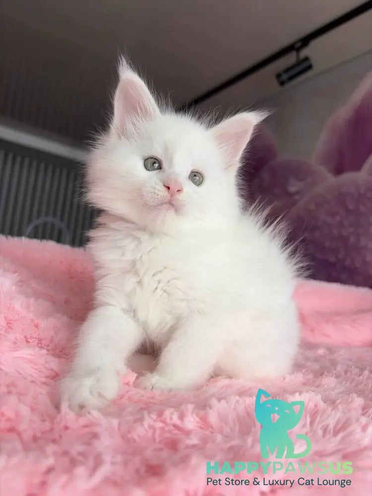 White Angel Maine Coon male white - live animals