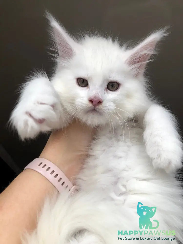 White Angel Maine Coon male white - live animals
