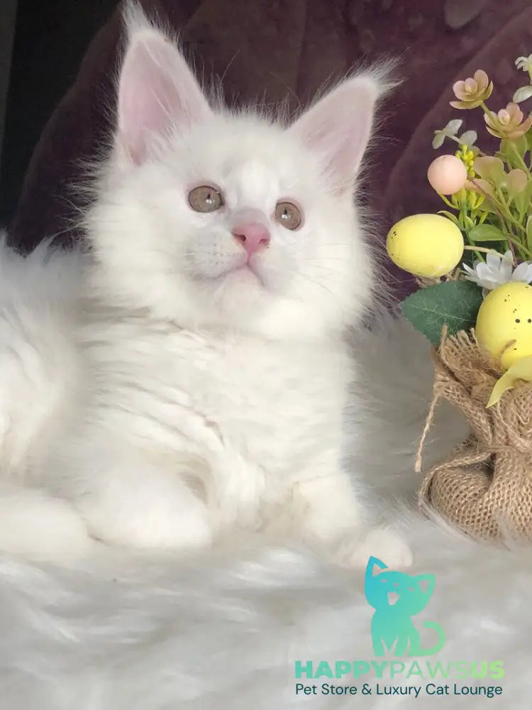 White Angel Maine Coon male white - live animals