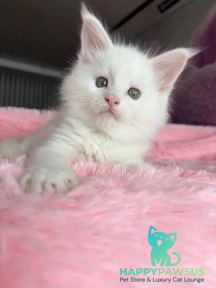 White Angel Maine Coon male white - live animals