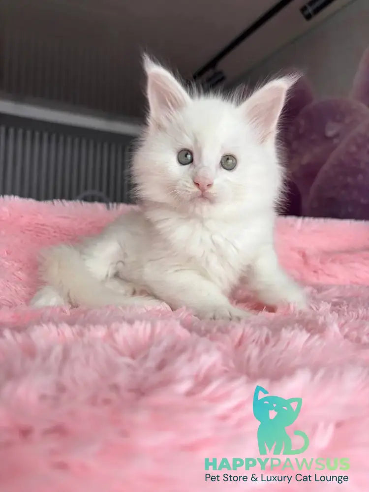 White Angel Maine Coon male white - live animals