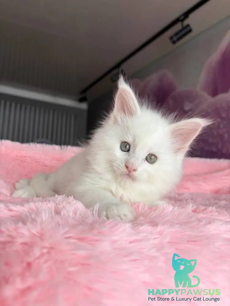 White Angel Maine Coon male white - live animals