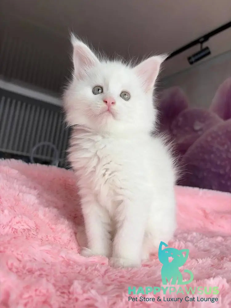 White Angel Maine Coon male white - live animals