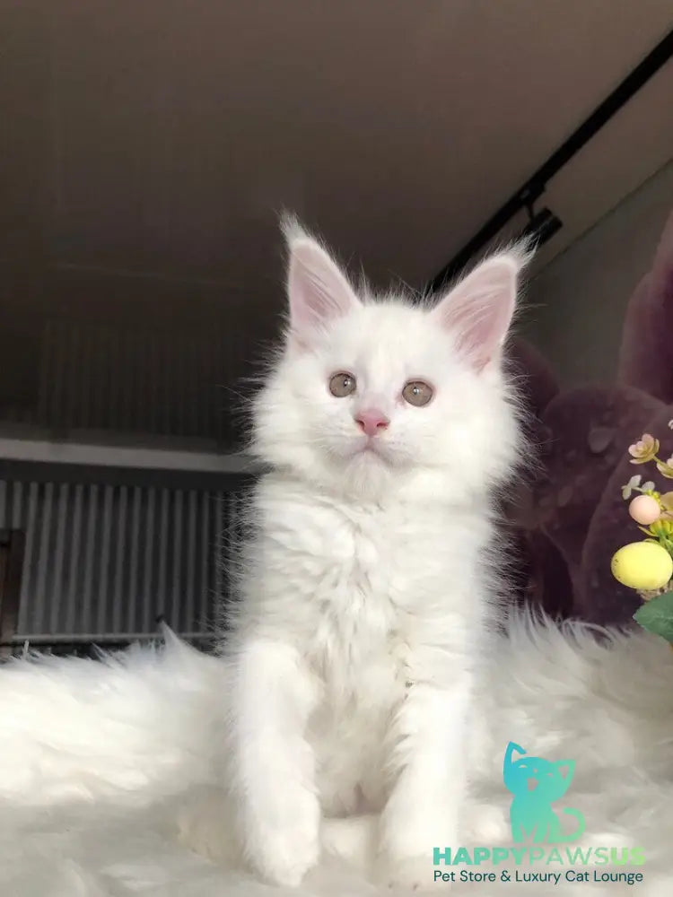 White Angel Maine Coon male white - live animals