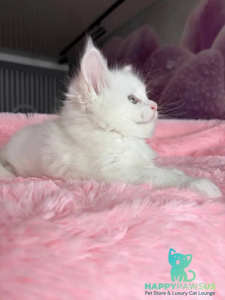 White Angel Maine Coon male white - live animals