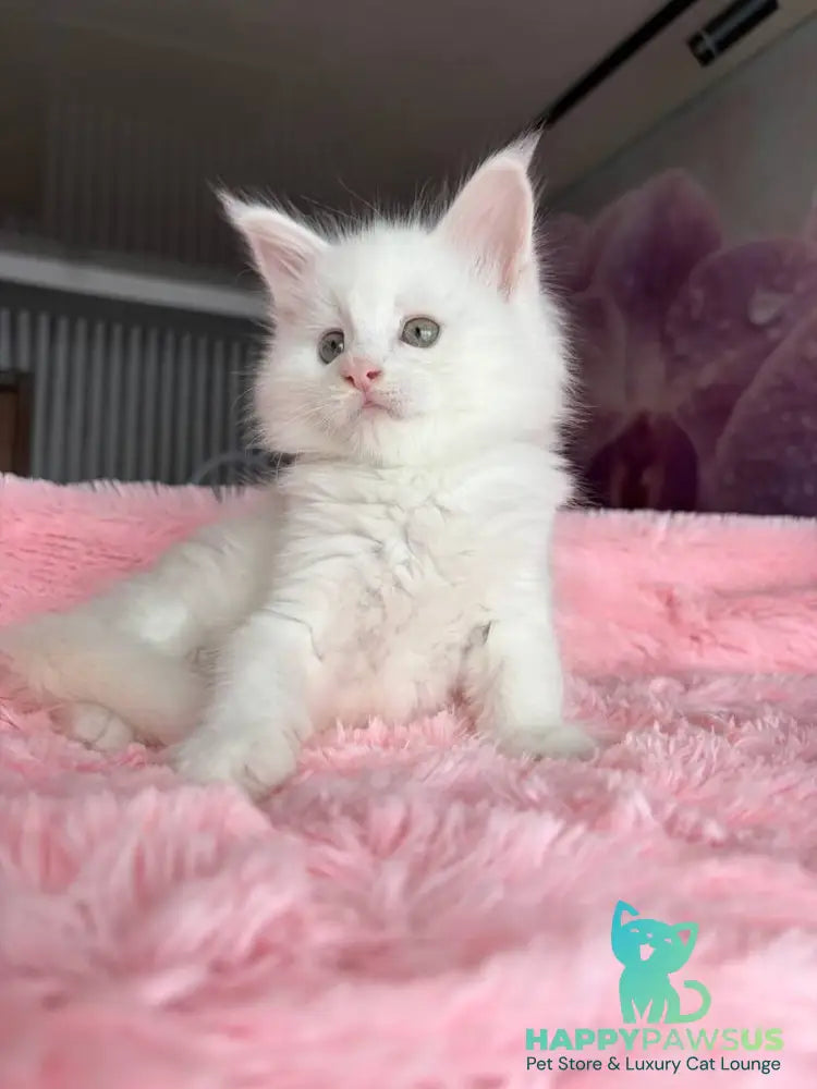White Angel Maine Coon male white - live animals