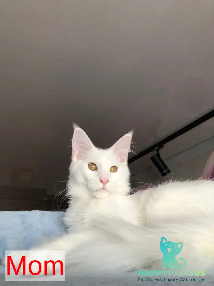 White Angel Maine Coon male white - live animals