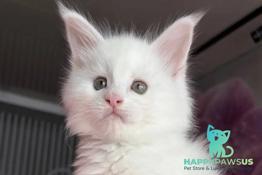 White Angel Maine Coon male white - live animals