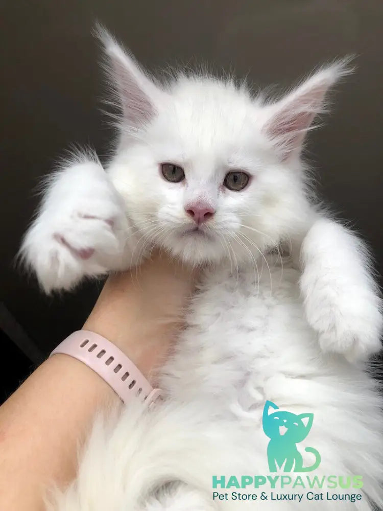 White Angel Maine Coon male white - live animals