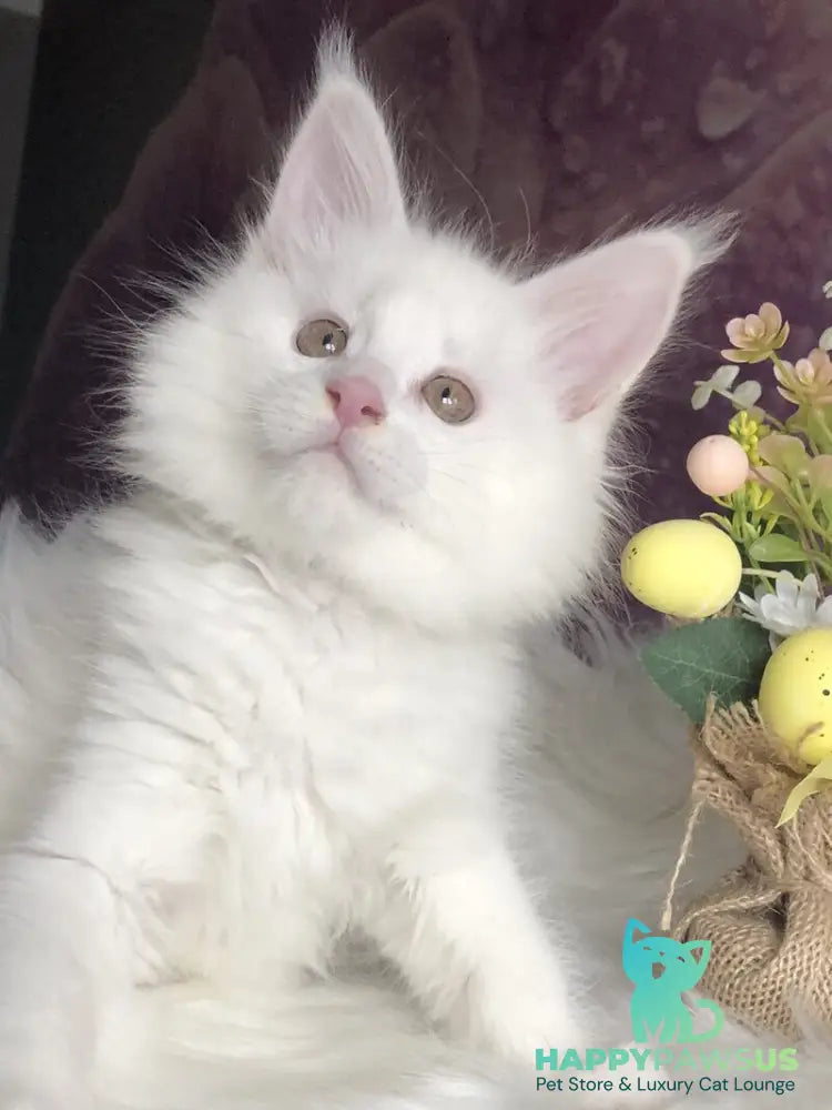 White Angel Maine Coon male white - live animals