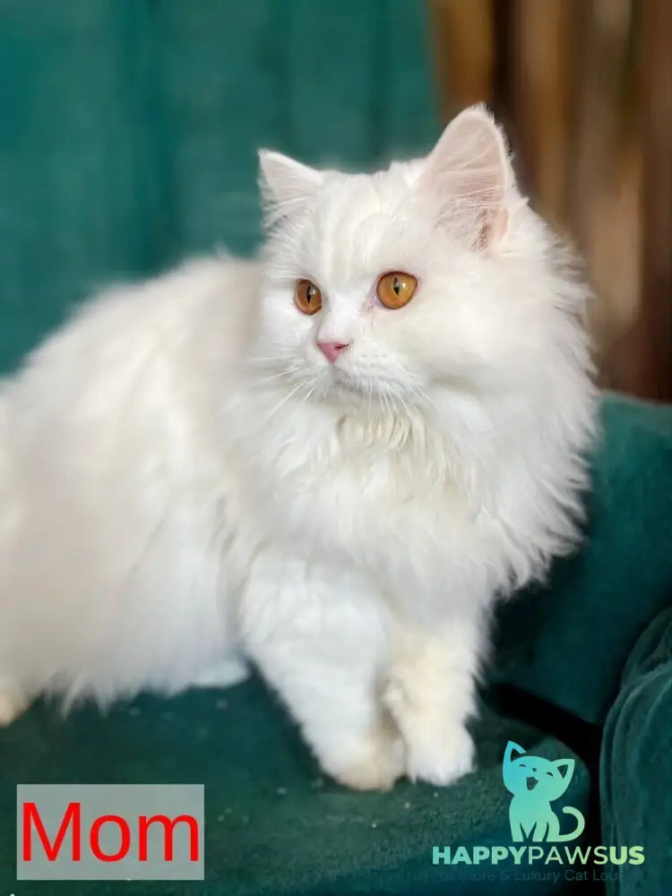 White Crazy Scottish Fold male white live animals