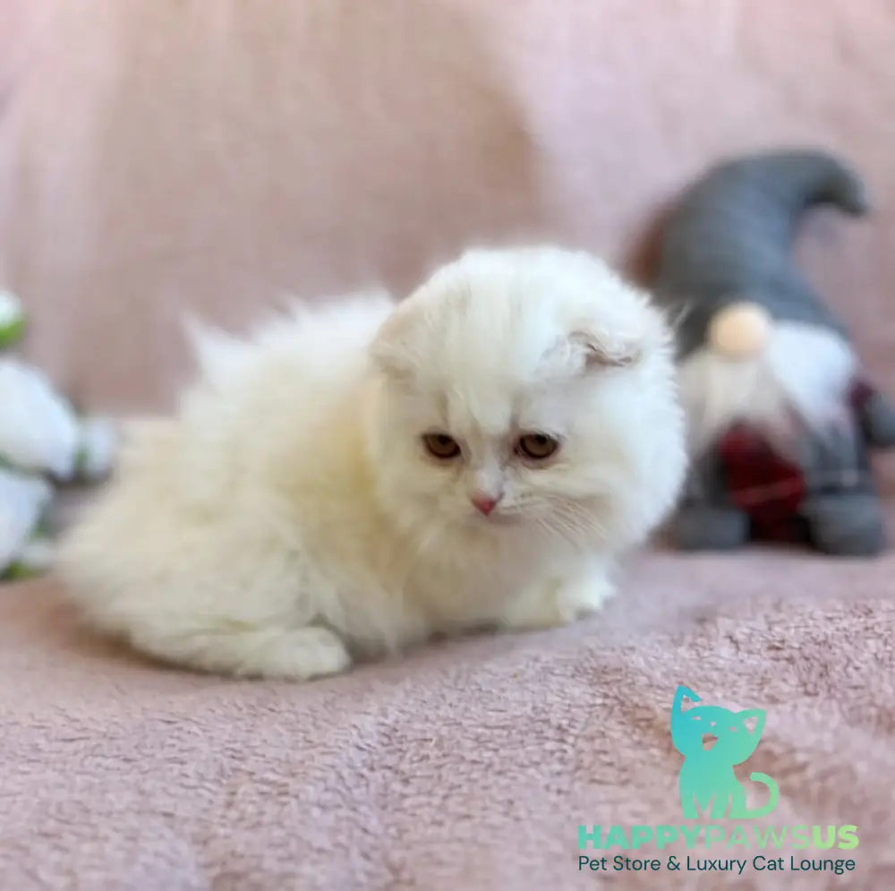 White Crazy Scottish Fold male white live animals